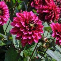 1 หัว/ออเดอร์ รักเร่ Dahlia Bulb สายพันธุ์ Purple Haze หัวรักเร่ ดอกไม้ หัวหน่อ เหง้า นำเข้า เนเธอร์แลน หัวสดใหม่