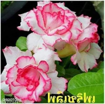 12 เมล็ด เมล็ดพันธุ์ Seeds Bonsai ชวนชม สายพันธุ์ไต้หวัน ดอกสีชมพู Adenium Seed กุหลาบทะเลทราย Desert Rose ราชินีบอนไซ อัตราการงอก 80-90% มีคู่มือปลูก