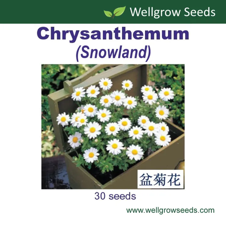 Chrysanthemum paludosum Snowland (30 sds) Flower Seeds Wellgrow Seeds