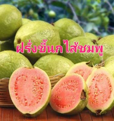 เมล็ดพันธุ์ฝรั่งขี้นกไส้ชมพู เมล็ดพันธุ์ฝรั่ง ฝรั่ง บรรจุ 10 เมล็ด 10 บาท Guava Seeds