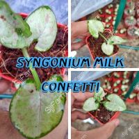 1 กระถาง ต้นเงินไหลมาไซโกเนียมมิ้วคอนเฟตติ Syngonium milk confetti ขนาดกระถาง2.5นิ้ว จัดส่งแบบยกกระถาง