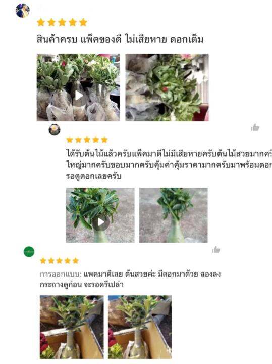 ชวนชมดอกใบด่าง-ม่วงใบด่าง-จัดส่งถอนต้น-ขนาดกระถาง6นิ้ว