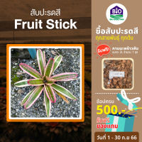 สับปะรดสี Fruit stick [แถมกาบมะพร้าว2ลิตร] ขนาดกระถาง 6นิ้วพร้อมปลูก ต้นใหญ่พร้อมจัดสวน จัดส่งแบบถอดกระถาง