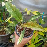 ฟิโลเดนดรอน ใบเลื่อยด่าง (Philodendron ring of fire var.) ไม้ด่าง