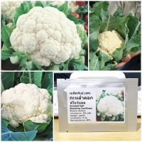 เมล็ดพันธุ์ กะหล่ำดอก สโนว์บอล (Snowball Self Blanching Cauliflower Seed) 300 เมล็ด คุณภาพดี ราคาถูก ของแท้