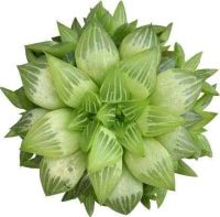 50 เมล็ดพันธุ์ เมล็ด ซักคิวเลนต์ หรือ ไม้อวบน้ำ กระบองเพชร ฮาโวร์เทีย (Haworthia) Succulent seeds อัตราการงอก 80-85%