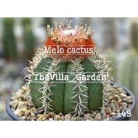 ?โปรสุดคุ้ม เมล็ดพันธุ์ เมโล เพชร Melocactua (30เมล็ด)+ชุดปลูก สั่งก่อนได้ก่อน