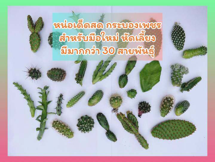 กระบองเพชร-หน่อเด็ดสด-ราคาถูก-ไม้ตลาด