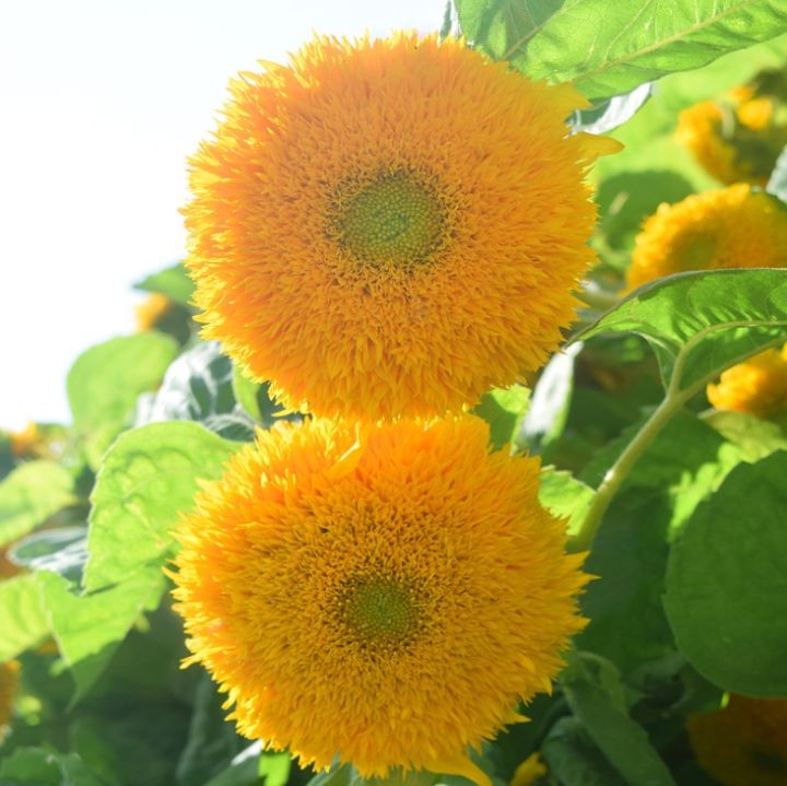 เมล็ดดอกไม้-ทานตะวัน-เทดดี้แบร์-teddy-bear-sunflower-เมล็ดทานตะวัน-50-เมล็ด-homes