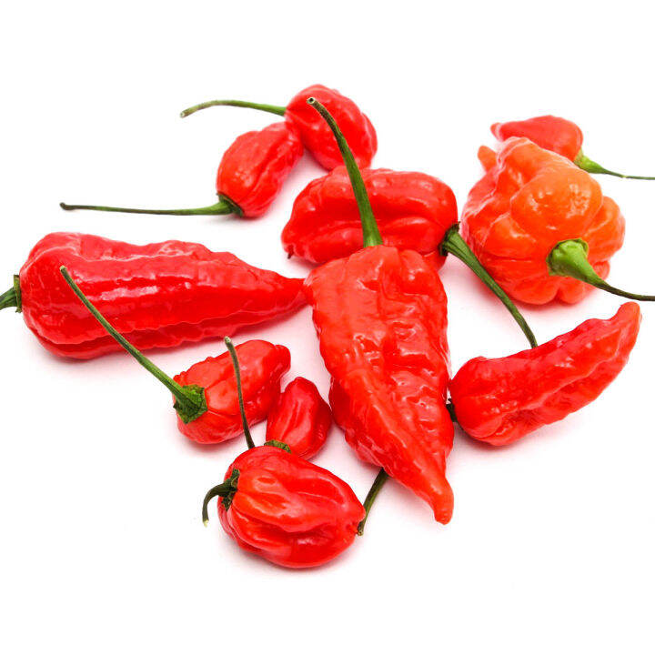 FV 10pcs Ghost Chili Pepper Bhut Jolokia Carolina Reaper Lazada PH FV 10pcs Ghost Chili Pepper Bhut Jolokia Carolina Reaper Lazada PH