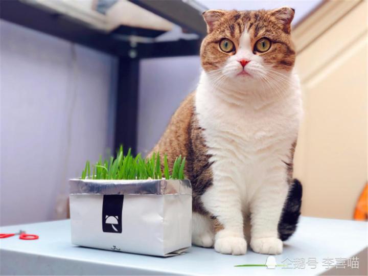 pro-โปรแน่น-เมล็ดหญ้าแมว-cat-grass-seeds-plants-50-เมล็ดพันธุ์คุณภาพ-แต่งบ้านและสวน-ต้นไม้มงคล-ต้นไม้ฟอกอากาศ-บอนไซ-พันธุ์ไม้ดอก-ราคาสุดคุ้ม-พรรณ-ไม้-น้ำ-พรรณ-ไม้-ทุก-ชนิด-พรรณ-ไม้-น้ำ-สวยงาม-พรรณ-ไม้