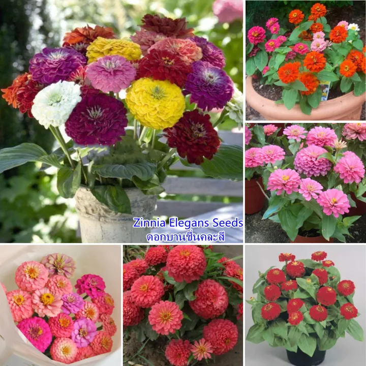 Ready Stock ดอกบานชื่นคละสี (Zinnia Elegans Seeds) บรรจุ 200 ชิ้น/แพ็ค