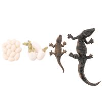 Simulation Alligator Animal Growth Life Cycle Model Kids Child Pre-School Education Cognitive Biology Toys