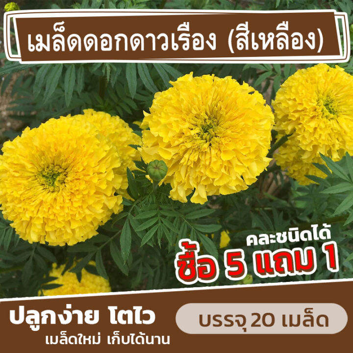 เมล็ดพันธุ์-ดอกดาวเรือง-แบ่งขาย-20-เมล็ด-ซื้อ-5-แถม-1-ดอกคำปู้จู้