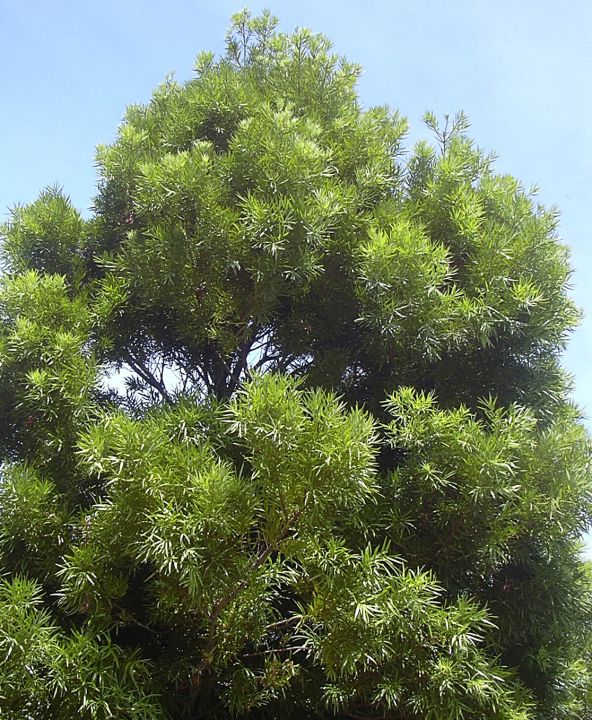 ขายส่ง-100-เมล็ด-เมล็ดสนใบพาย-สนใบพาย-podocarpus-polystachyus-หลิวอรหันต์-สนจักรพรรดิ์-หลิวไต้หวัน-สนประดิพัทธ์-สนใบเล็ก-พญาไม้ใบเล็ก