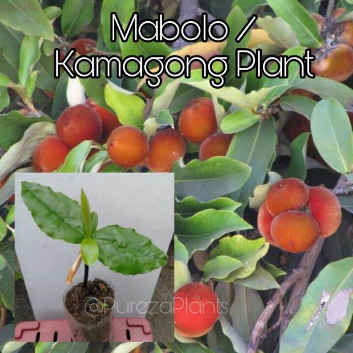 Mabolo / Kamagong / Velvet Apple Live Rooted Plant (From Seeds) | Lazada PH