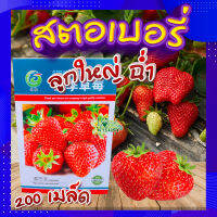 เมล็ดสตอเบอรี่ 200 เมล็ด ?Strawberry Giant Seeds เมล็ดพันธุ์แท้100% เมล็ดนำเข้า สตรอเบอร์รี่ ยักษ์?