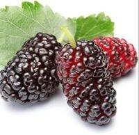 20 เมล็ดพันธุ์ เมล็ด หม่อน ลูกหม่อน หรือ มัลเบอร์รี่ เก้ซิวเอียะ Mulberry Seed อัตราการงอก 80-85%