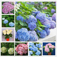 ปลูกง่าย ปลูกได้ทั่วไทย 20 Pcs / Bag Bonsai Flower Seed Hydrangea Garden Plant Hydrangea Flower Pot Vase Seed Flower Seeds Vegetable Live Plants Air Plant Seed Benih Tree Pokok Bunga