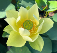 3 เมล็ดพันธุ์ บัว บัวสวยงาม บัวอ่าง บัวบึง สายพันธุ์ Jinling Jasper สีเหลือง สามารถปลูกได้ทุกภูมิภาค ออกดอกตลอดปี