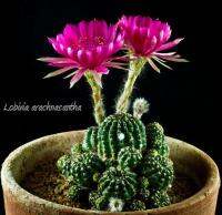 Lobivia arachnacantha (5 เมล็ด)