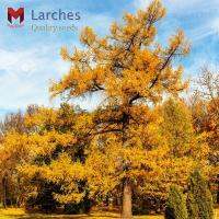 ต้นลาร์ช Larches (40เมล็ด)