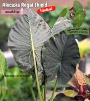 อโลคาเซีย รีกัลชิลด์ (Alocasia Regal Shield)