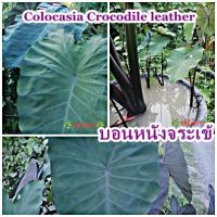 ต้นไม้ บอนหนังจระเข้ Colocasia Crocodile leather ส่งแบบตัดใบห่อราก รากเยอะ โตไว