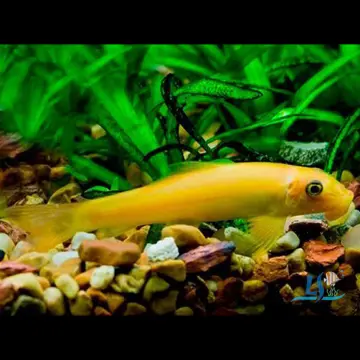 Algae eater shop fish for sale