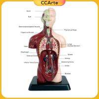 หุ่นจำลองร่างกายมนุษย์ CCArte สำหรับเด็ก5ชิ้นส่วนที่ถอดออกได้พร้อมขาตั้งสำหรับโมเดลการศึกษา