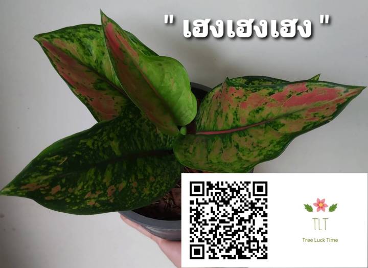 ต้นเฮงเฮงเฮง-aglaonema-sp-heng-heng-heng-เฮงเฮงเฮง-ไม้ประดับและไม้มงคล-บรรจุขนาด6