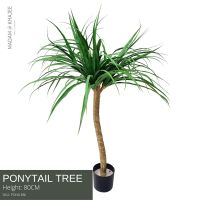 Ponytail Palm - Height 85 cm. ต้นแส้ม้า ความสูง85 ซม.