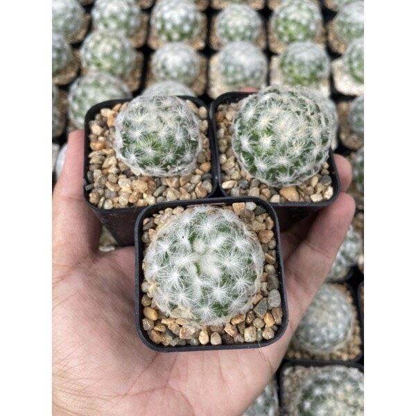 แมมขนนก-แมมขนนกขาว-เหลือง-mammillaria-schiedeana-แมมขนนก-แมมขนนกไม้เมล็ด-ลุ้นสีดอก-แคคตัสราคาถูก