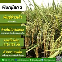 พันธุ์​ข้าว​ปลูก ข้าวเจ้า พิษณุโลก​2 ข้าวอายุสั้น ข้าวนาปี ข้าวนาปรัง ต้านทานเพลี้ย บรรจุ 25 กิโลกรัม คูลเกษตร KR6