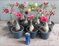 12 เมล็ด เมล็ดพันธุ์ ชวนชม สายพันธุ์ฮอลแลนด์ คละสี Adenium Seeds กุหลาบทะเลทราย Desert Rose ราชินีบอนไซ อัตรางอก 80-90% มีคู่มือปลูก