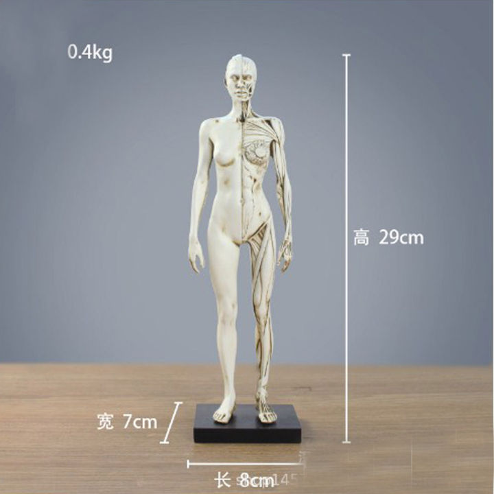 ชายหรือหญิง-human-anatomical-model-art-anatomical-figure-สีขาว-11-นิ้ว