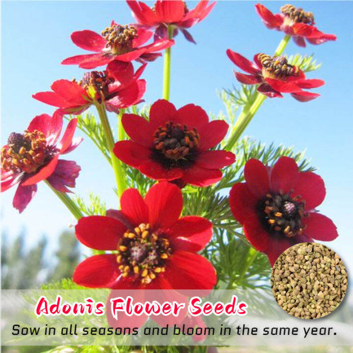 [Easy to grow in Philippines] Adonis Flower Seeds for Gardening (100 Seeds) Longevity Flower