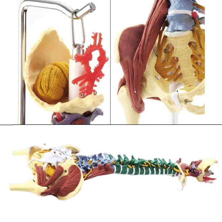 BolehDeals Human Spine Anatomy Model Anatomical Model for Anatomical ...