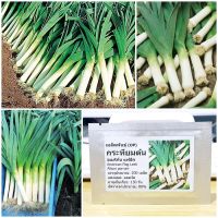 เมล็ดพันธุ์ กระทียมต้น (American Flag Leek Seed) 200 เมล็ด คุณภาพดี ราคาถูก ของแท้