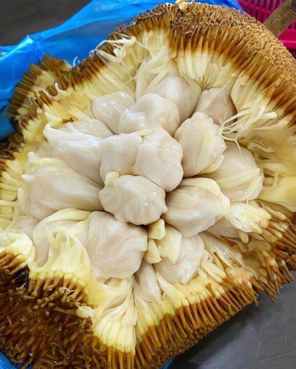 Seeds Marang Fruit Tarap Terap Artocarpus odoratissimus LIMITED Lazada PH
