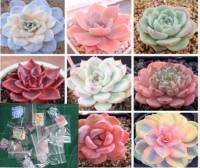 เมล็ดพันธ์ุ”ไม้อวบน้ำ” (Succulents) 30เมล็ด