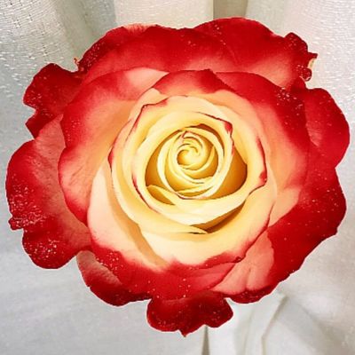 5 เมล็ด เมล็ดกุหลาบ สีแดง ดอกใหญ่ สายพันธุ์ของแท้ 100% เมล็ดกุหลาบ ดอกกุหลาบ ปลูกกุหลาบ กุหลาบ อัตราการงอก70-80% Rose Seed มีคู่มือวิธีปลูก