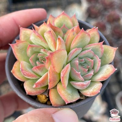 ( PRO+++ ) โปรแน่น.. Echeveria Crystal Rose ไม้อวบน้ำ กุหลาบหิน cactus&amp;succulentหลากหลายสายพันธุ์ ราคาสุดคุ้ม พรรณ ไม้ น้ำ พรรณ ไม้ ทุก ชนิด พรรณ ไม้ น้ำ สวยงาม พรรณ ไม้ มงคล