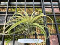 Tillandsia concolor x streptophylla