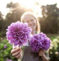 1 หัว/ชุด รักเร่ Dahlia Bulb สายพันธุ์ Lilac Time หัวรักเร่ ดอกไม้ หัวหน่อ เหง้า นำเข้า เนเธอร์แลน หัวสดใหม่