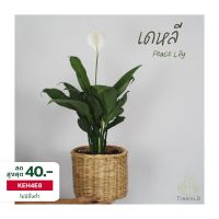 PROMOTION T63 เดหลี (Peace Lily) กระถาง 10 นิ้ว สูง 30-60 ซม. ไม้ประดับ ดอกสวยสีขาว ใบเขียว ช่วยฟอกอากาศ ปลูกในห้องนอนได้ สุดคุ้ม ต้นไม้ ต้นไม้ ฟอก อากาศ ต้น ต้น บอน สี