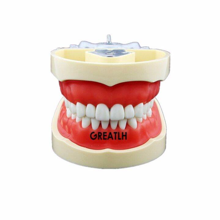 28pcs-32pcs-removable-teeth-model-with-screw-in-dental-standard-teeth-model-for-dental-practice