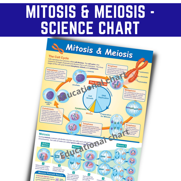 MITOSIS AND MEIOSIS POSTERS CHARTS I ALL ABOUT SCIENCE CHARTS, A4 Size ...