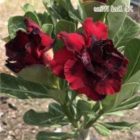 10 เมล็ด เมล็ดพันธุ์ ชวนชม สายพันธุ์ไต้หวัน สีแดง Adenium Seeds กุหลาบทะเลทราย Bonsai Desert Rose ราชินีบอนไซ มีคู่มือปลูก นำเข้าจากไต้หวัน