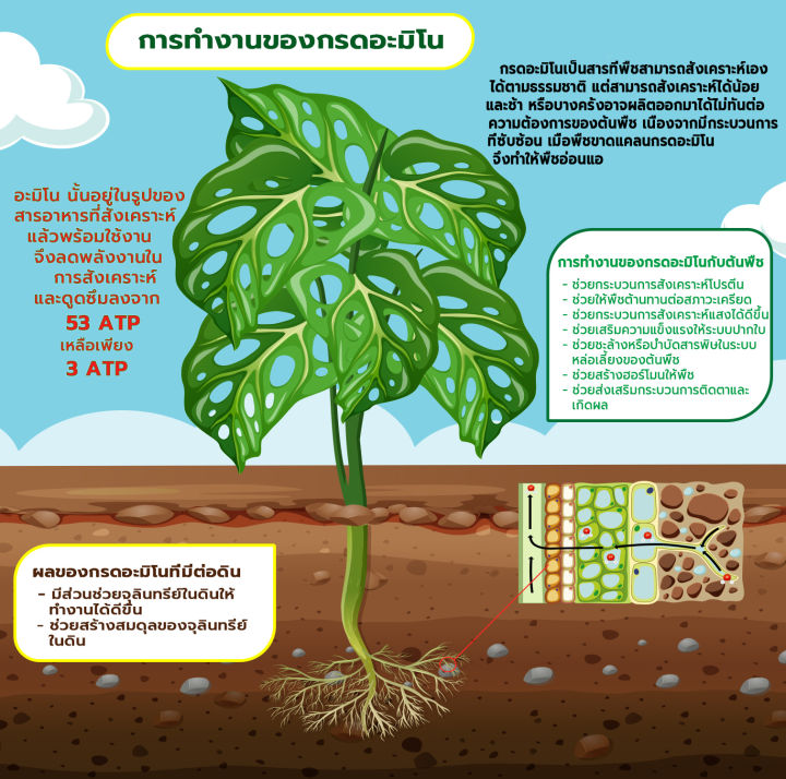 สารบำรุงพืช-อาหารพืช-อินทรีย์-ออร์แกนิค-อะมิโน-ตรา-all-bio-ออลไบโอ-สูตรบำรุผัก-10g-vegetable-plant-nutrients-ธรรมชาติ-ปลอดสารเคมี